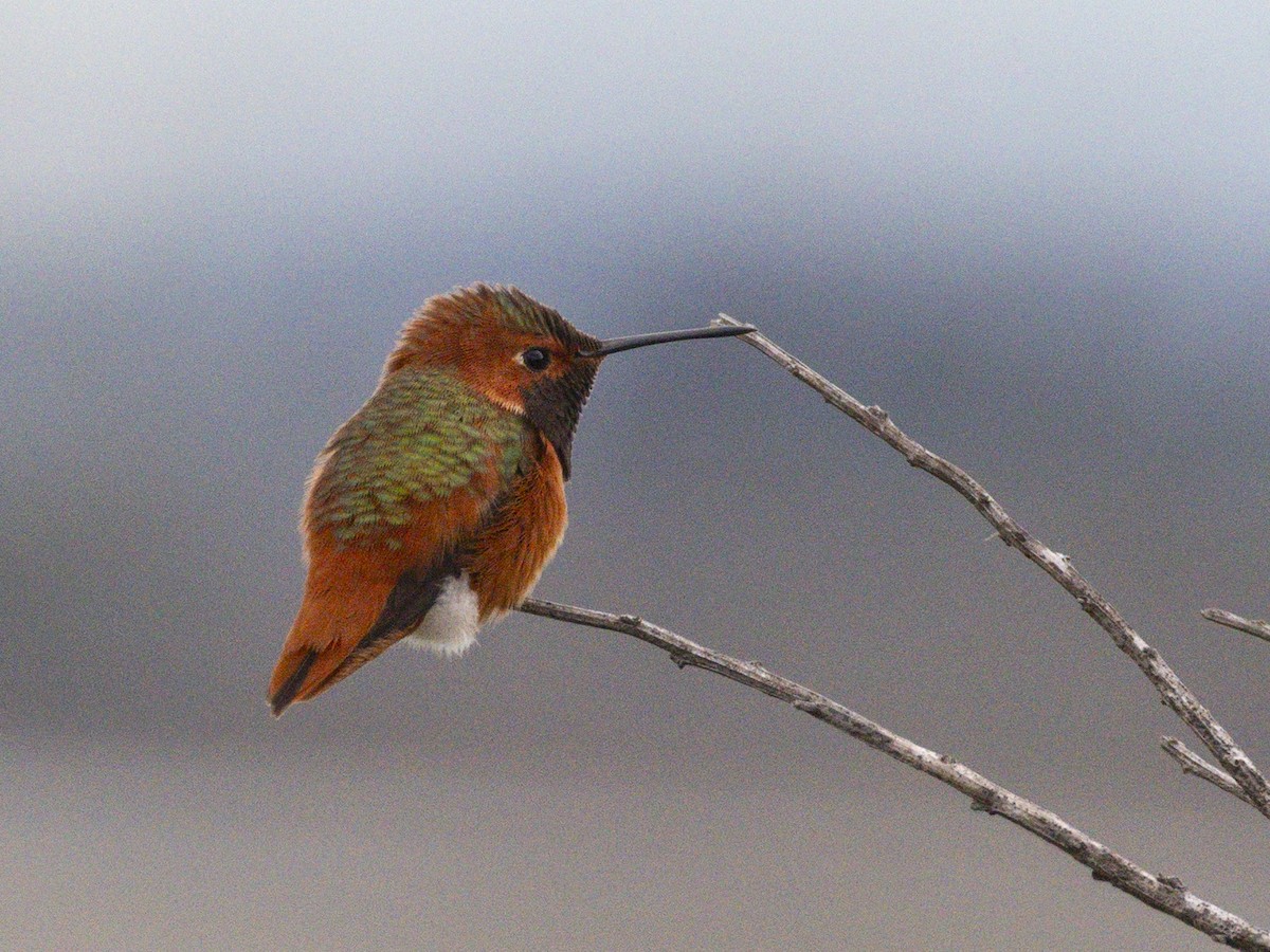 Колібрі-крихітка каліфорнійський - ML645698062