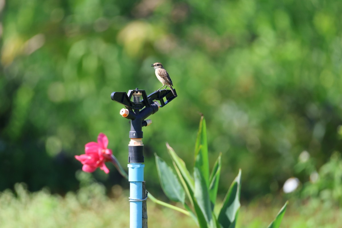 Сорокопуд сибірський - ML645698064