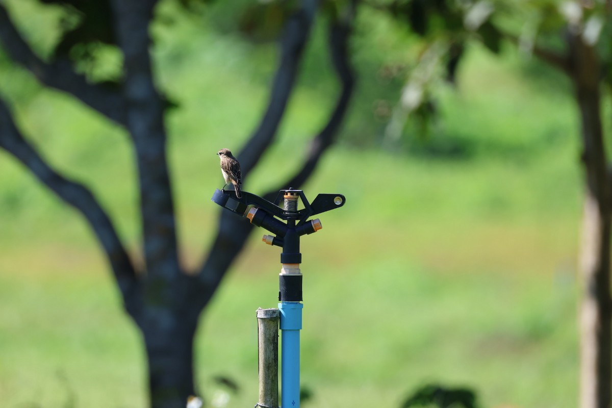 Сорокопуд сибірський - ML645698066