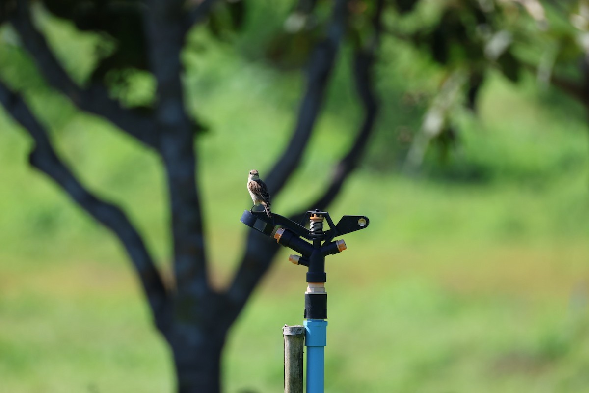 Сорокопуд сибірський - ML645698067