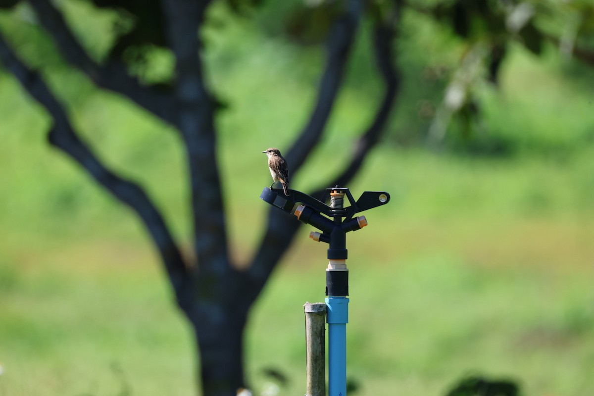 Сорокопуд сибірський - ML645698068