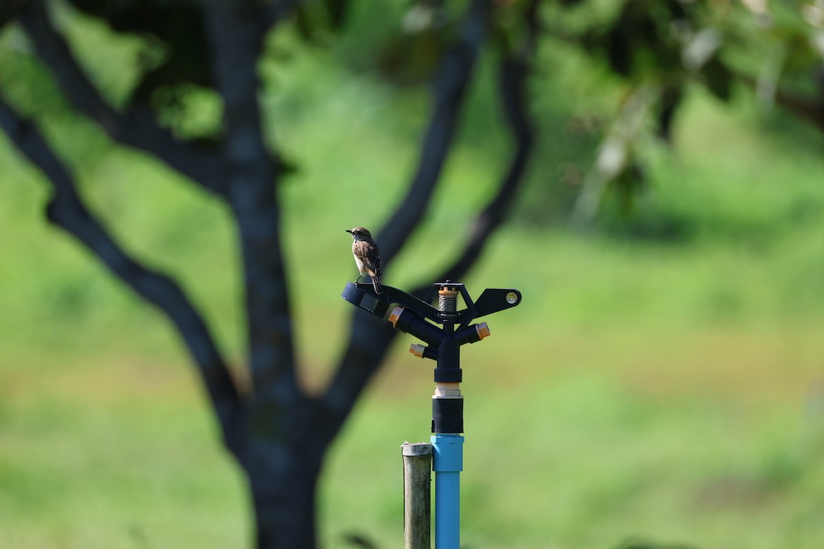 Сорокопуд сибірський - ML645698069