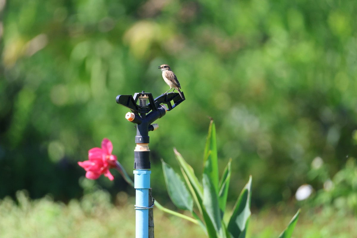 Сорокопуд сибірський - ML645698070