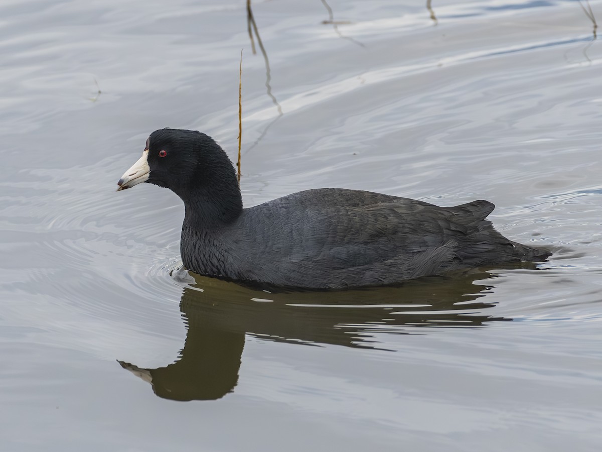 Лиска американська - ML645698072