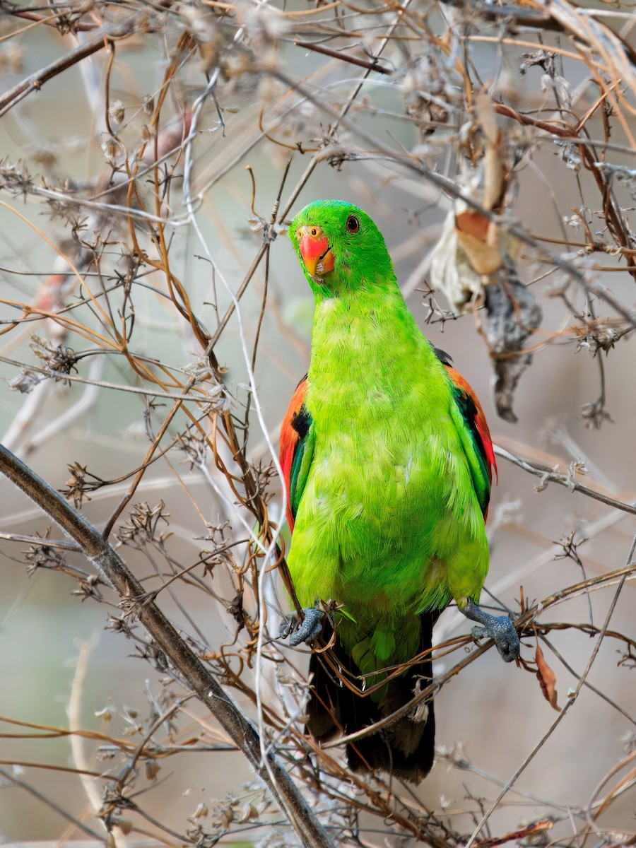 Red-winged Parrot - ML645698073