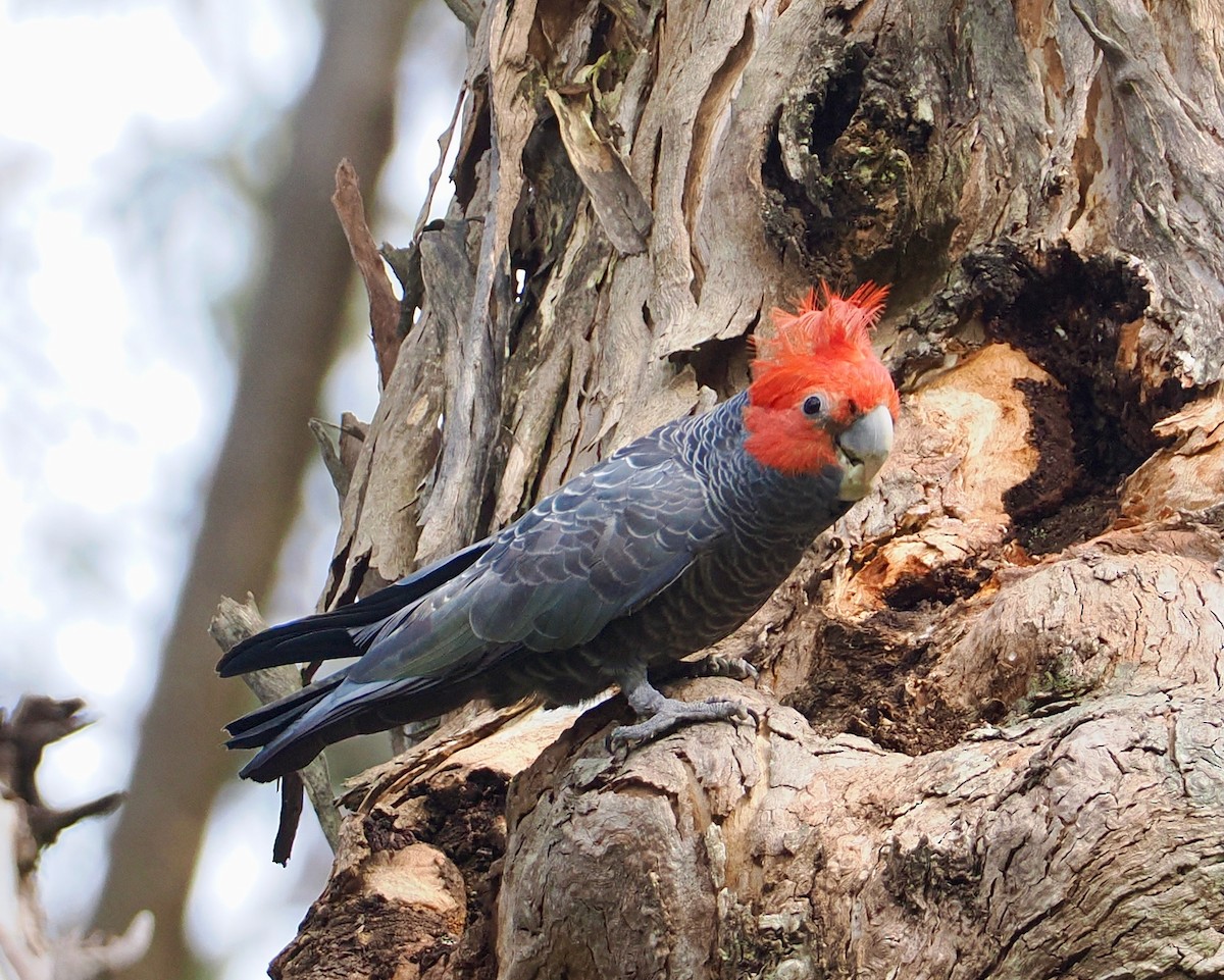 Какаду червоноголовий - ML645698074