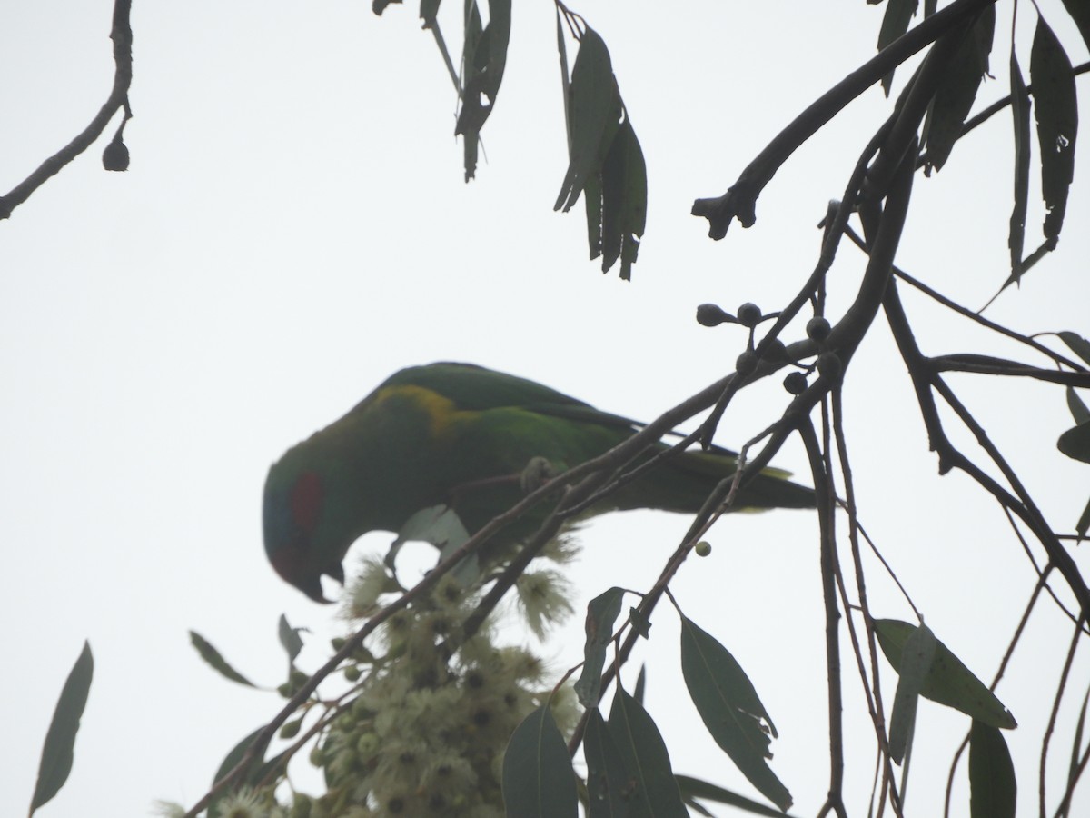 Musk Lorikeet - ML645698075