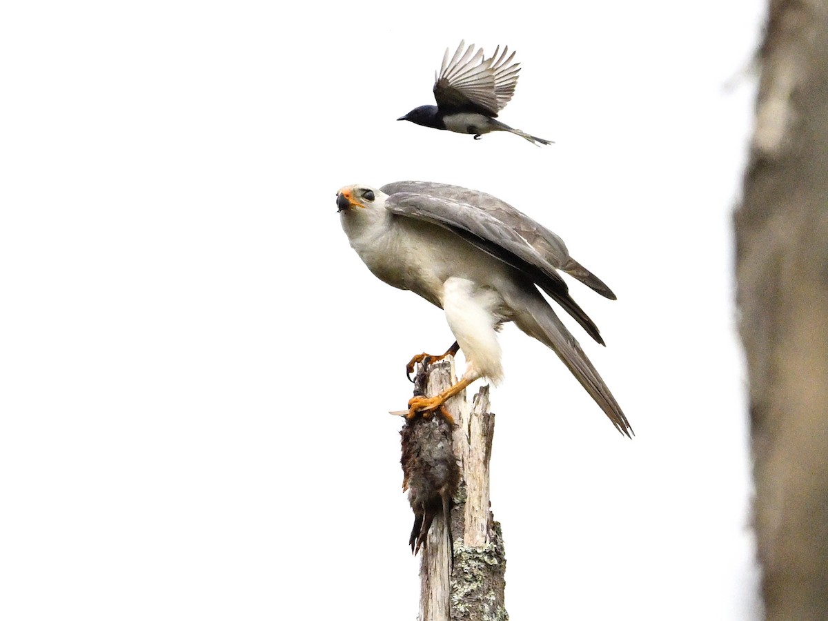 Gray Goshawk - ML645698078