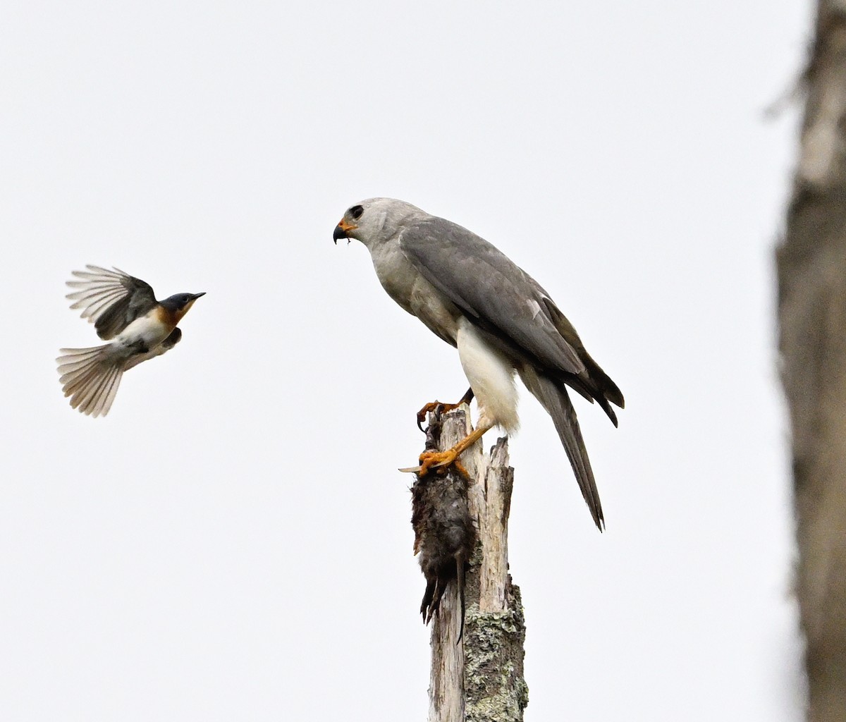 Gray Goshawk - ML645698079