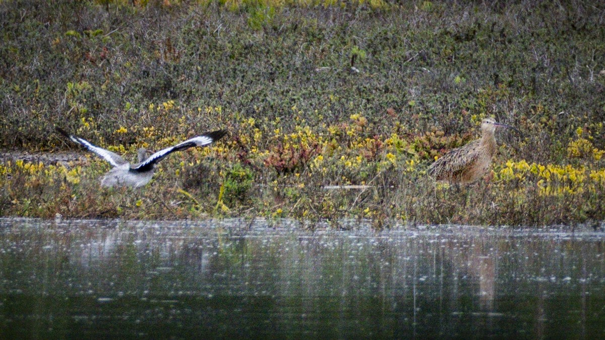חרמשון ארוך-מקור - ML645698080