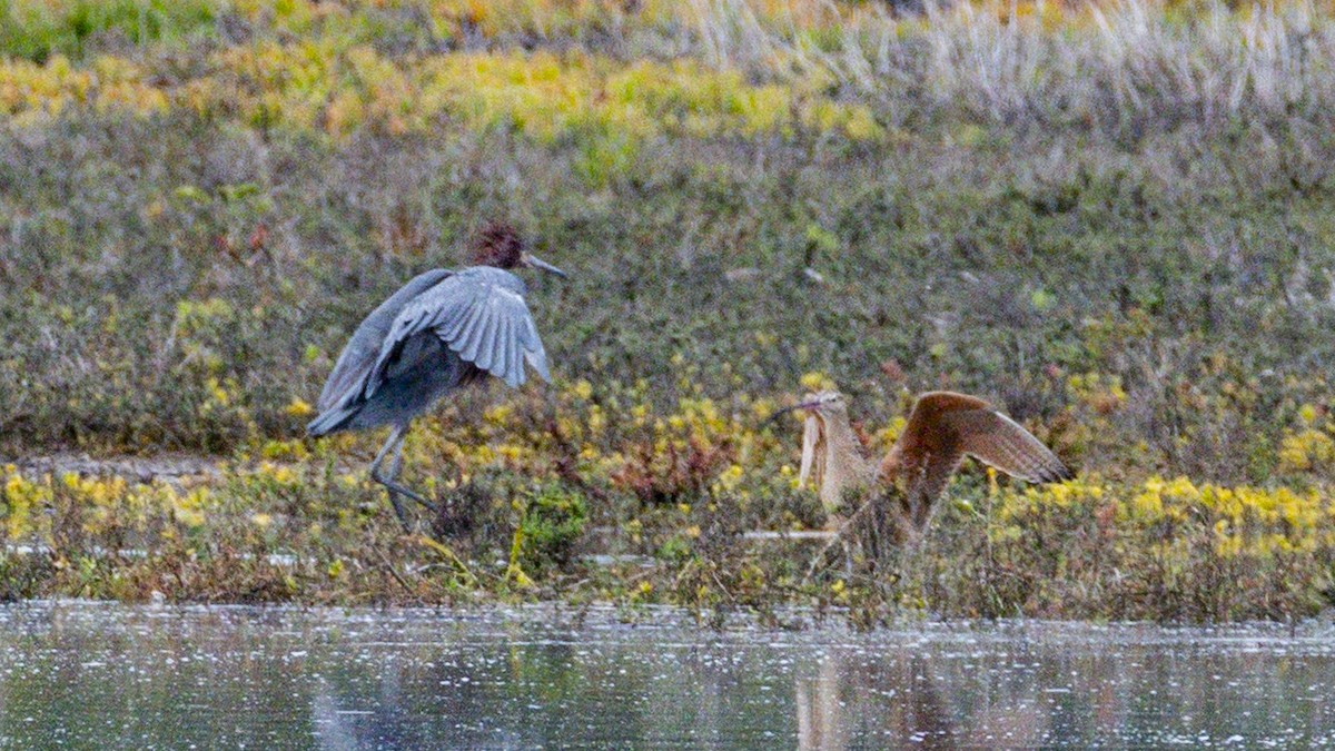 חרמשון ארוך-מקור - ML645698081