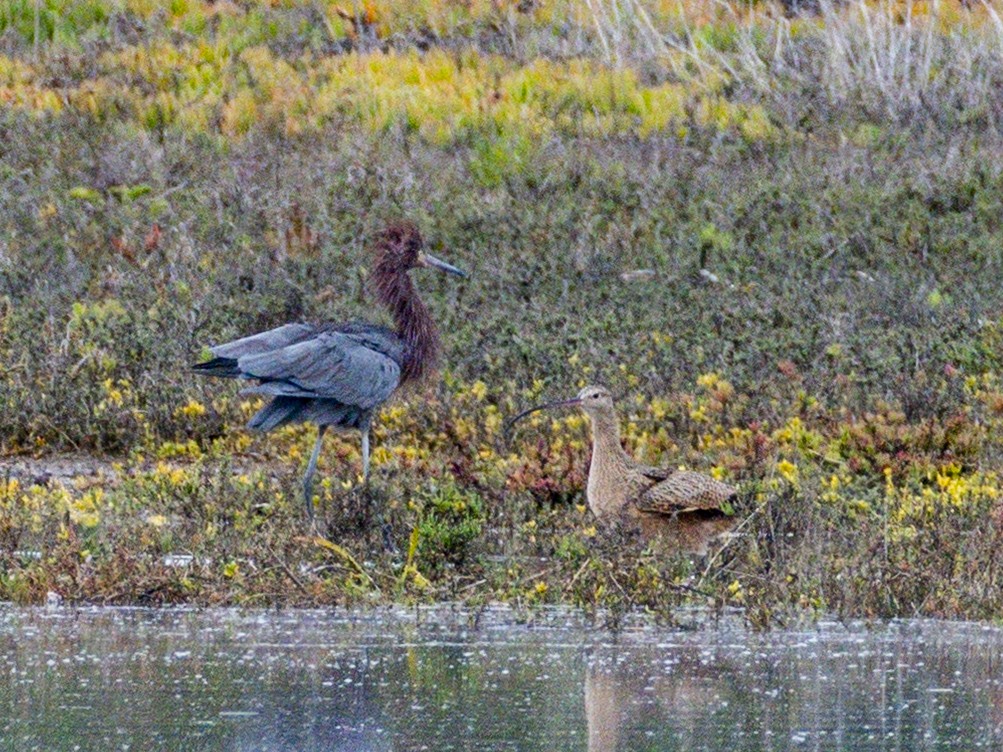 חרמשון ארוך-מקור - ML645698082