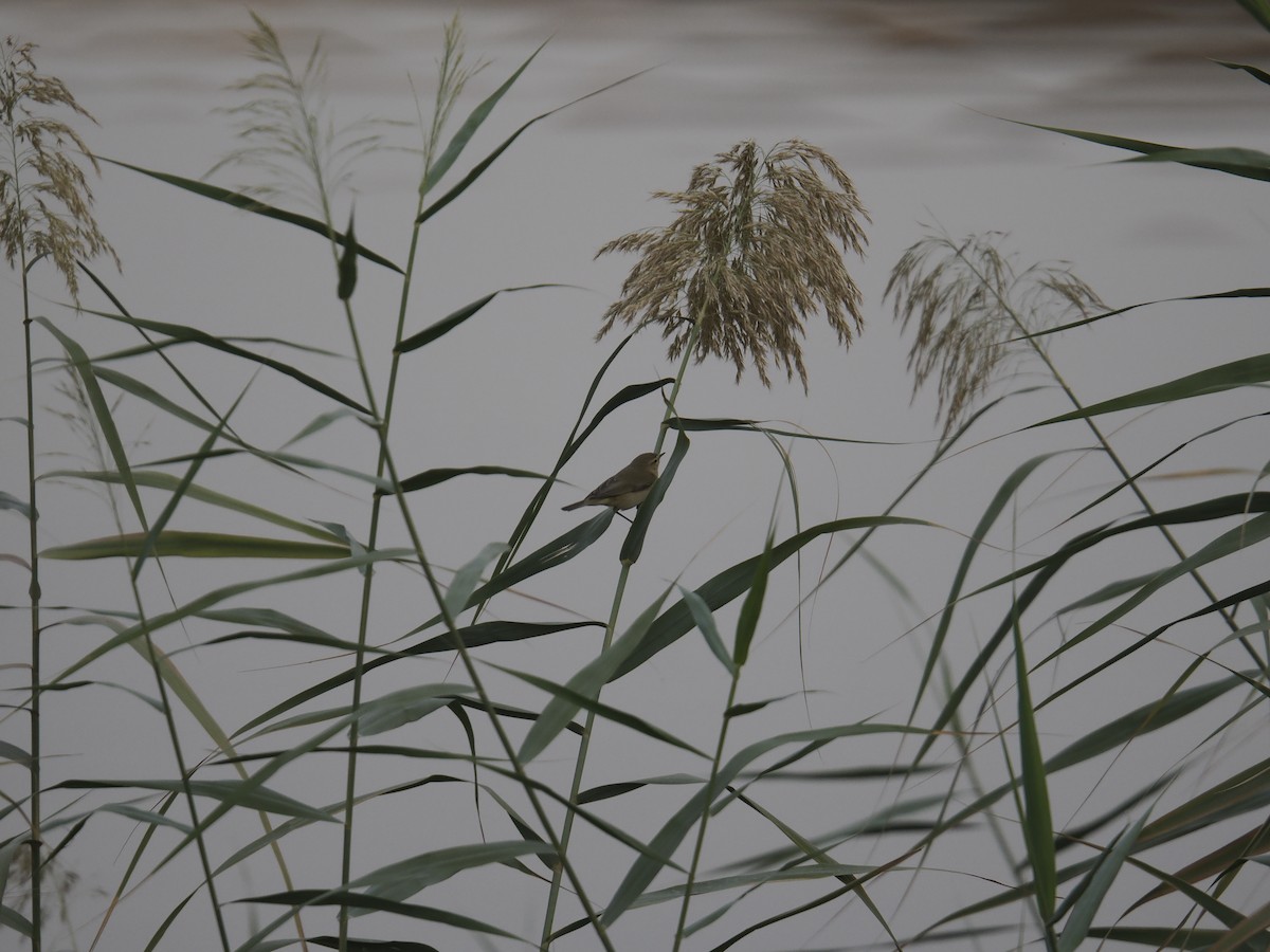 עלווית חורף - ML645698084