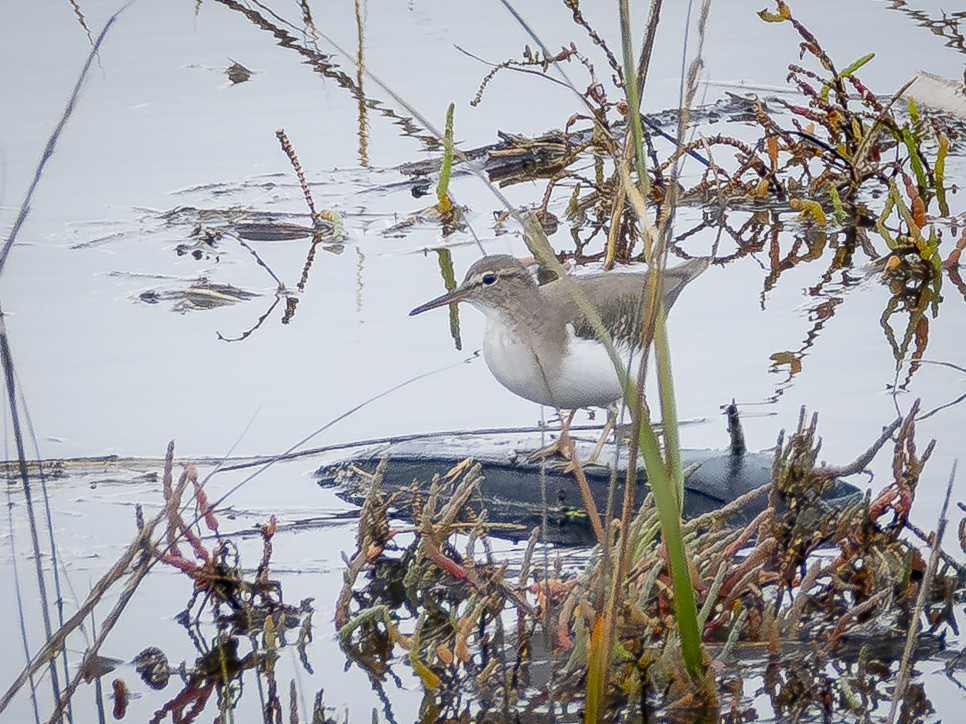 ביצנית נקודה - ML645698086