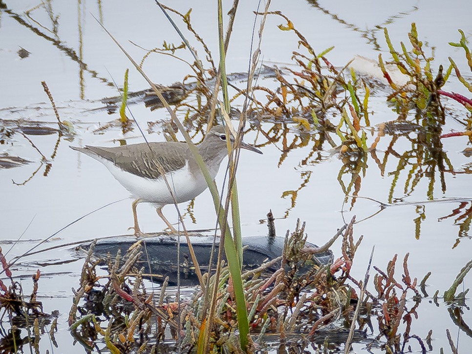 ביצנית נקודה - ML645698087
