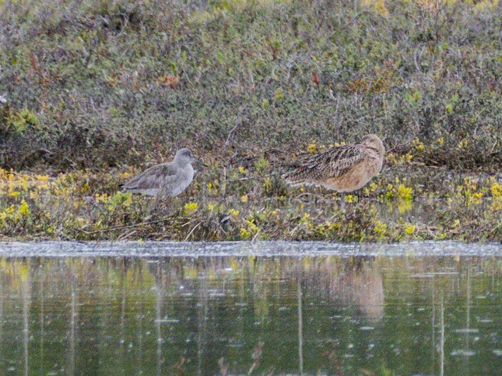 בבואן קרום-אצבעות - ML645698089