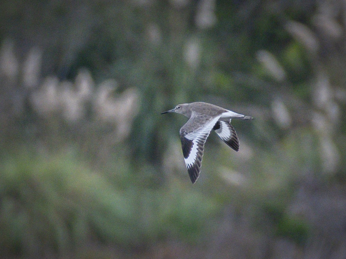 בבואן קרום-אצבעות - ML645698090