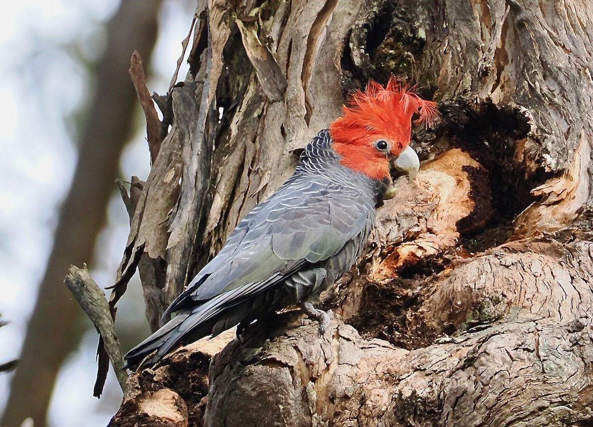 Gang-gang Cockatoo - ML645698092