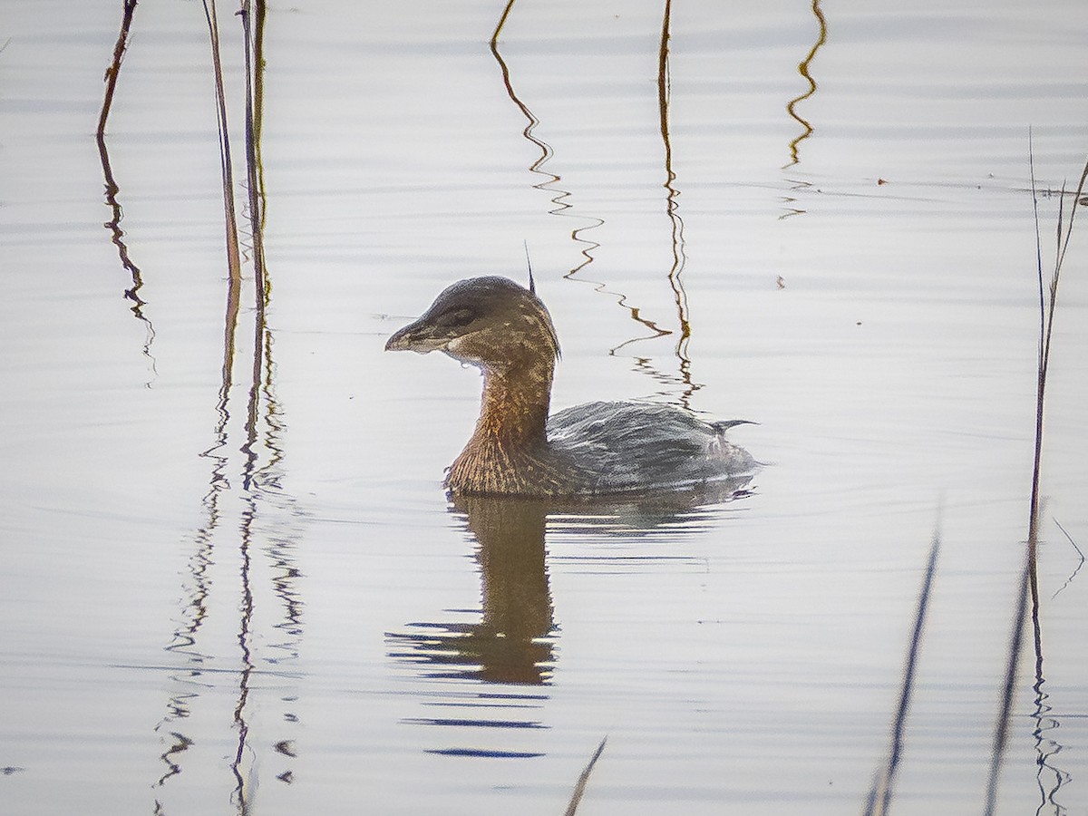 טבלן עקוד-מקור - ML645698093