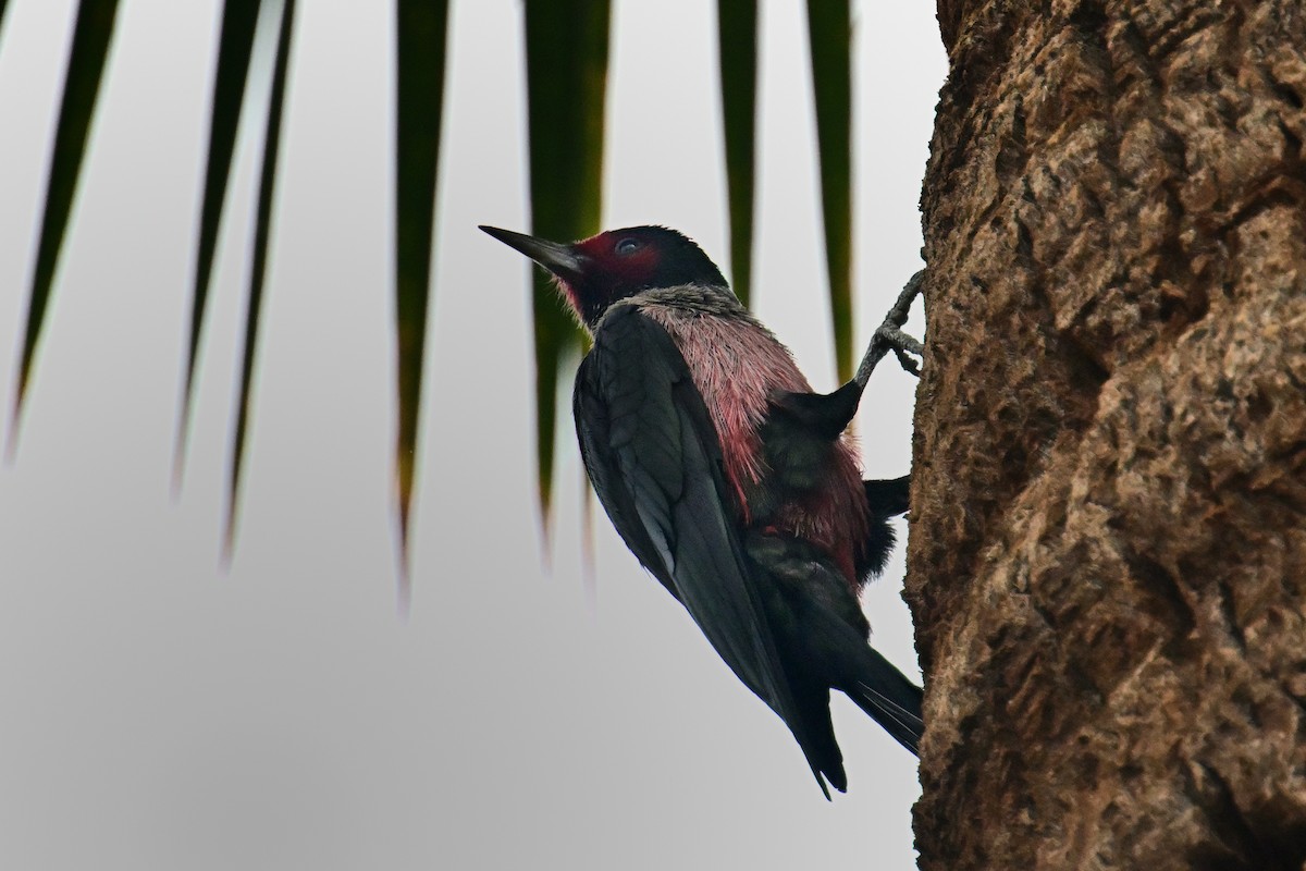 Lewis's Woodpecker - ML645698094