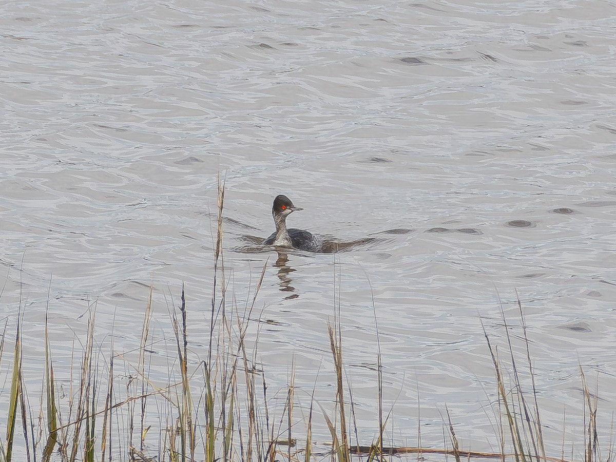 טבלן בינוני - ML645698095