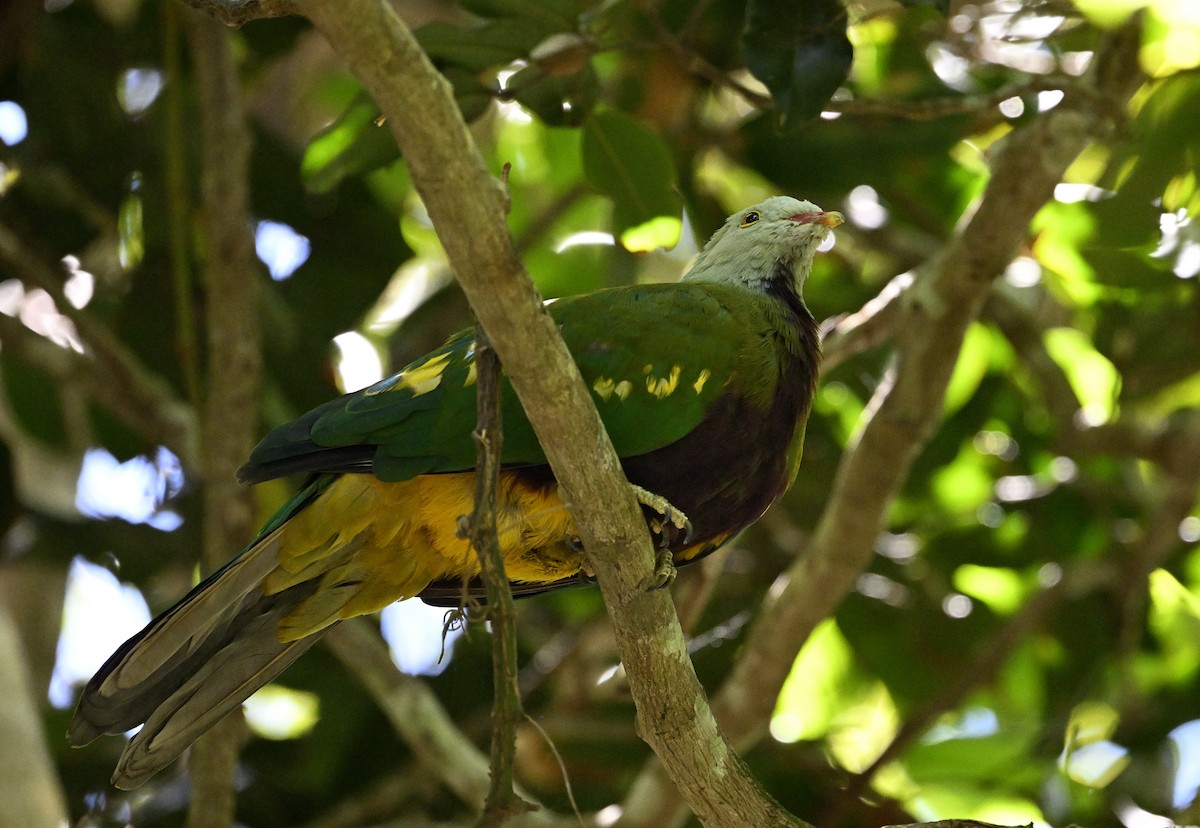 Wompoo Fruit-Dove - ML645698096