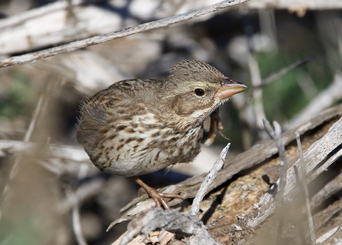 Savannah Sparrow (Large-billed) - ML645698098