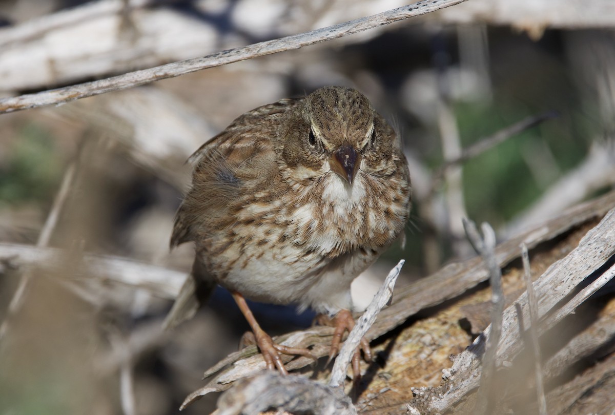 Savannah Sparrow (Large-billed) - ML645698099