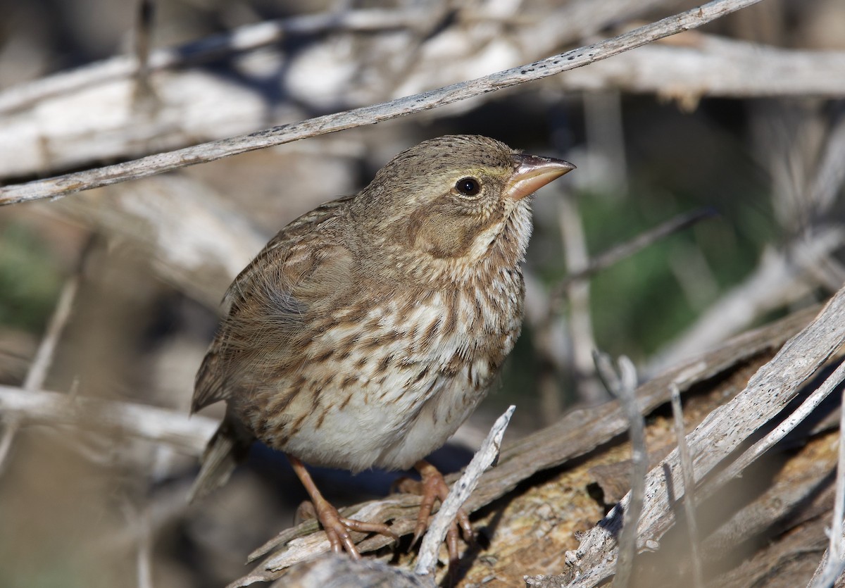 Savannah Sparrow (Large-billed) - ML645698100