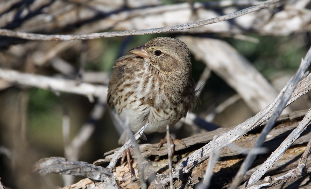 Savannah Sparrow (Large-billed) - ML645698101