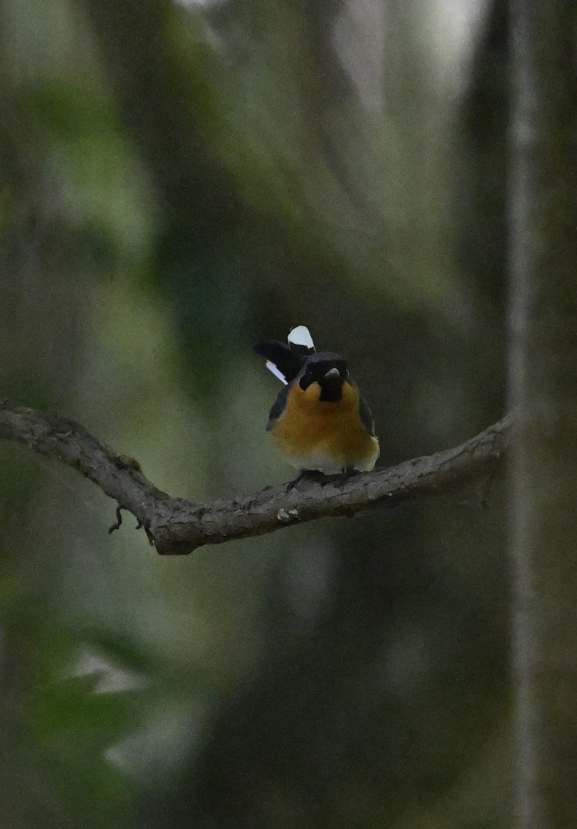 Australian Spectacled Monarch - ML645698120