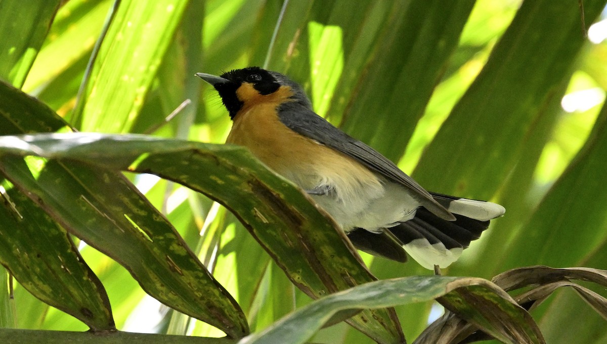 Australian Spectacled Monarch - ML645698121