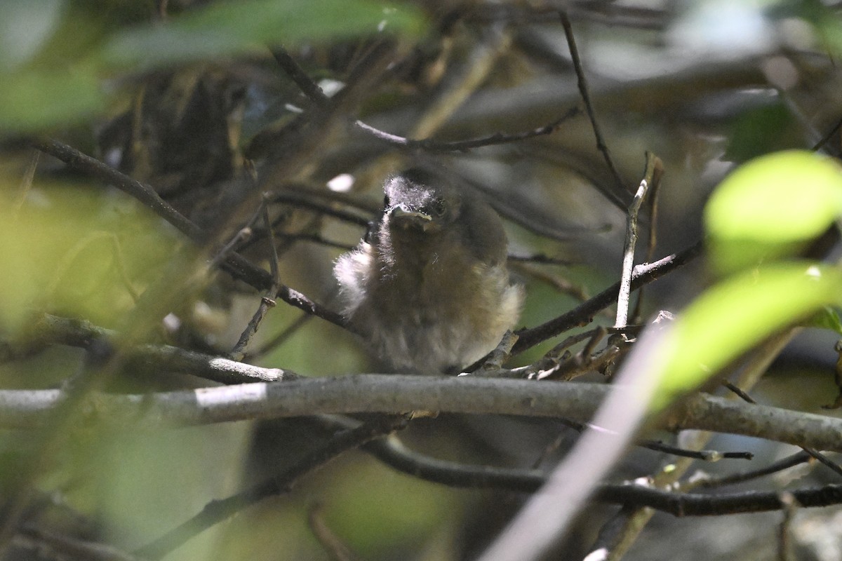 Australian Spectacled Monarch - ML645698123