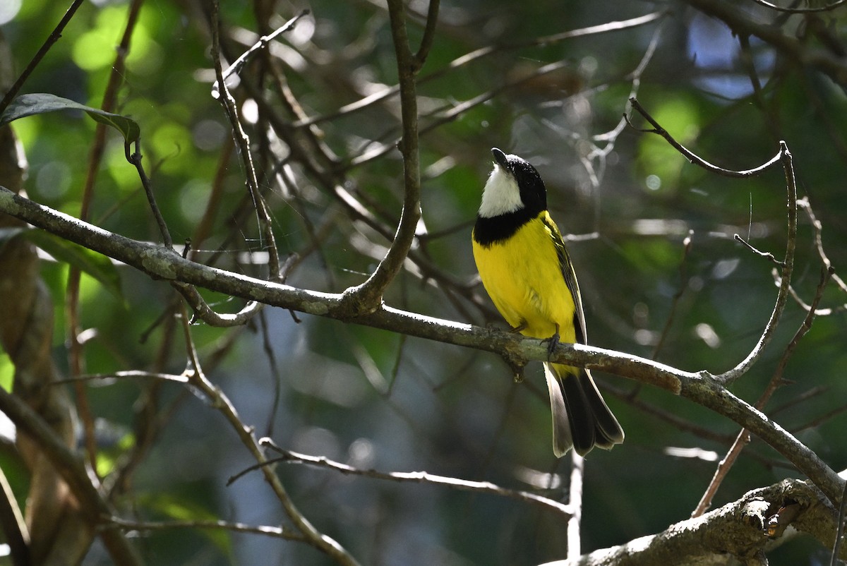 Golden Whistler - ML645698143