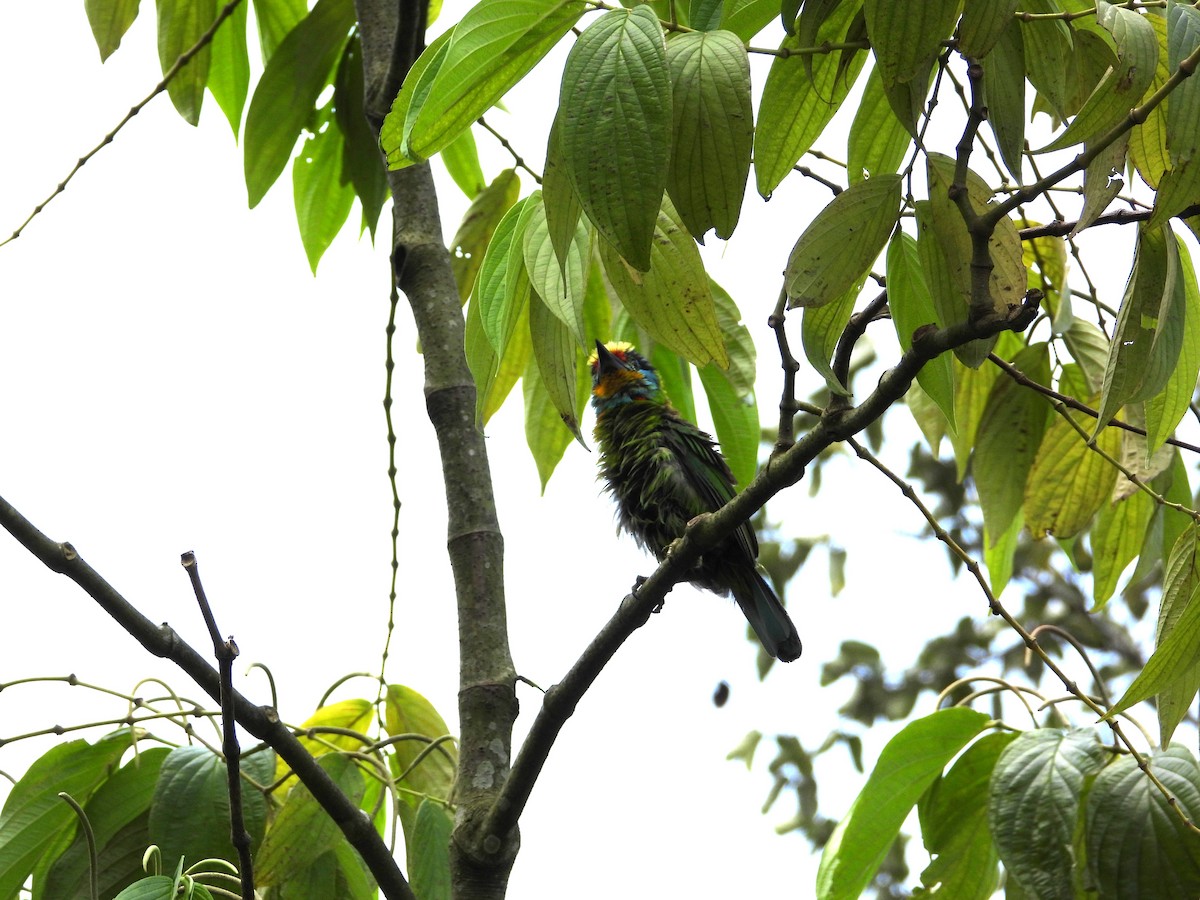 Barbudo Cejinegro - ML645698159
