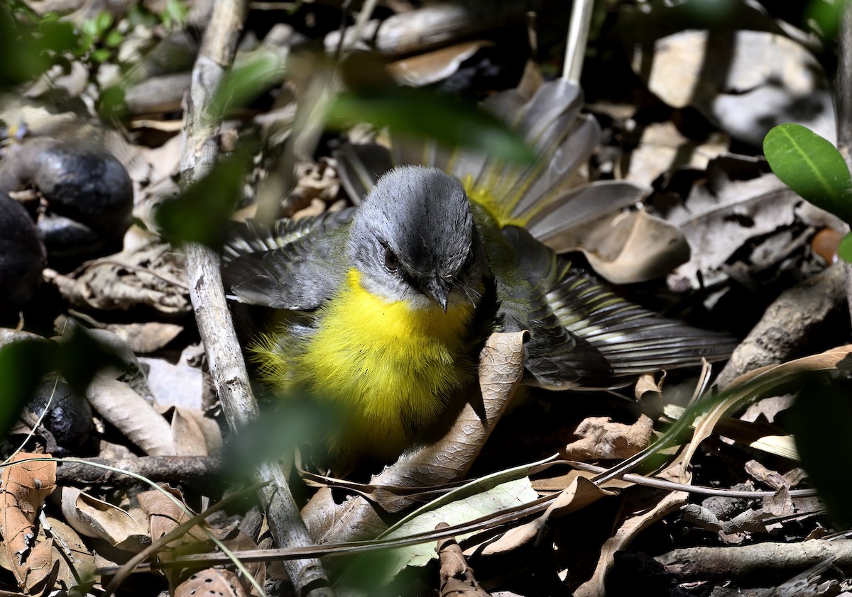 lejsčík žlutý - ML645698168