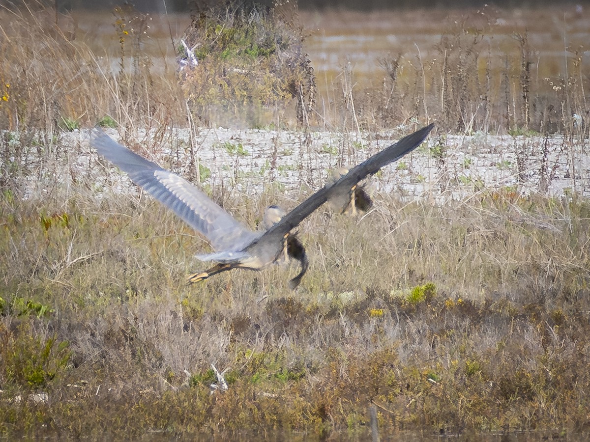 Great Blue Heron - ML645698173