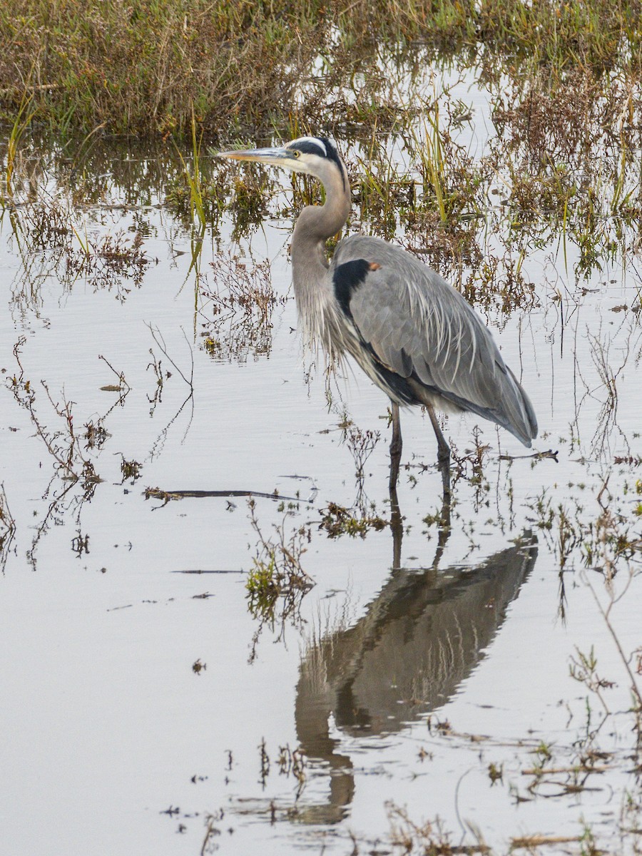 Great Blue Heron - ML645698174
