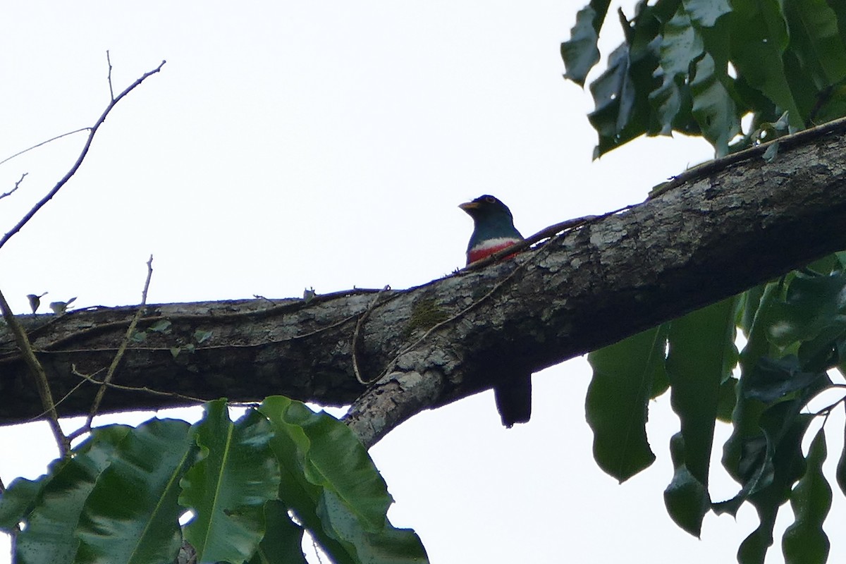 Black-tailed Trogon - ML645698175