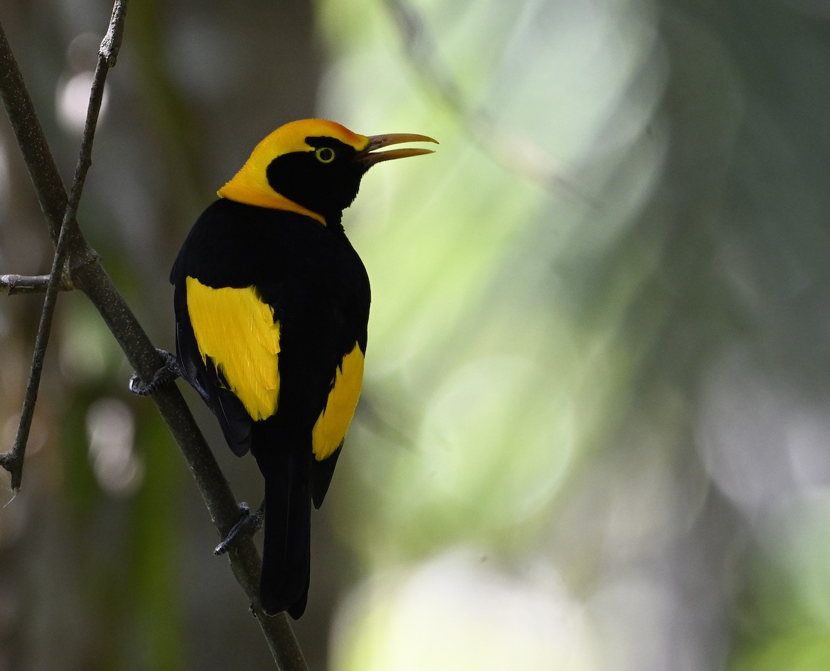 Regent Bowerbird - ML645698177