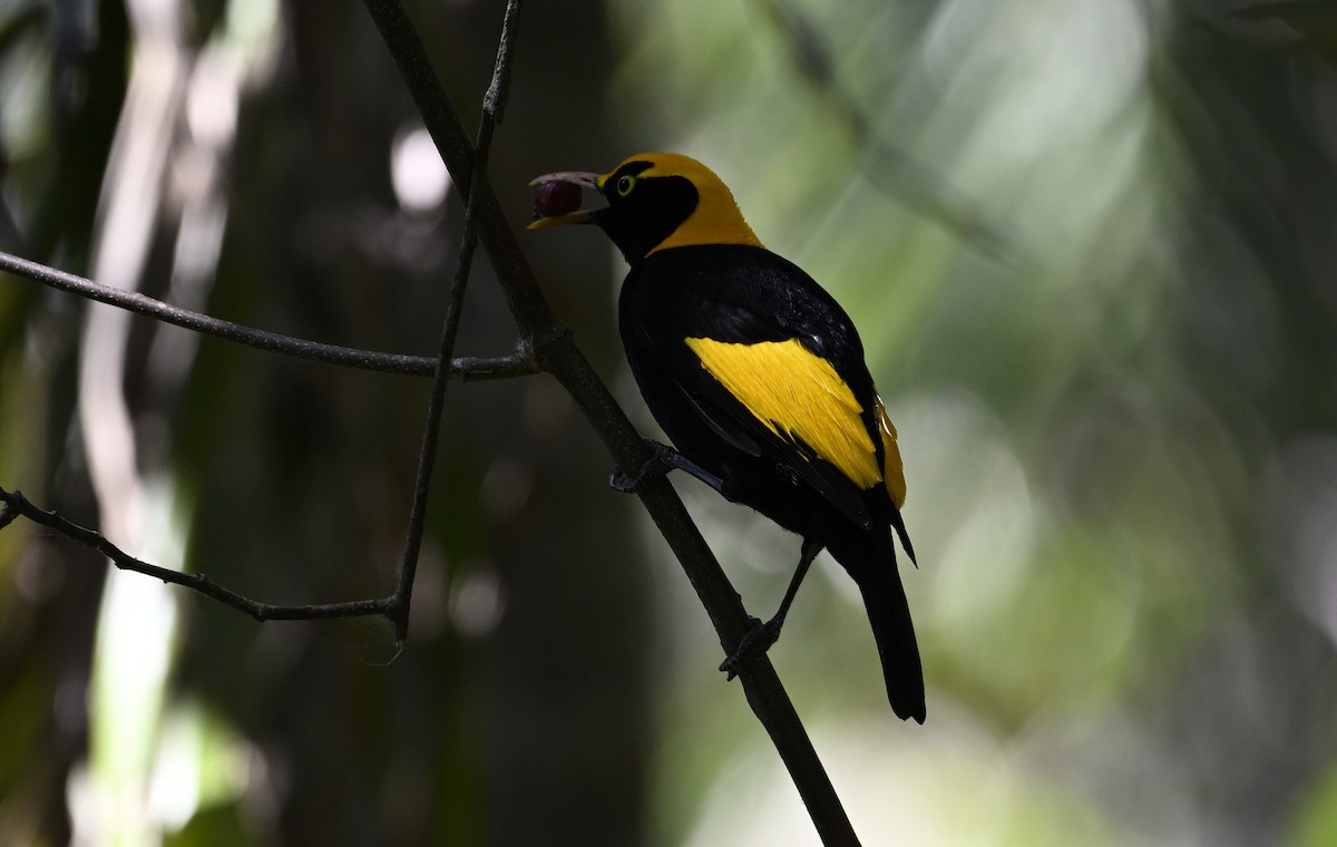 Regent Bowerbird - ML645698180