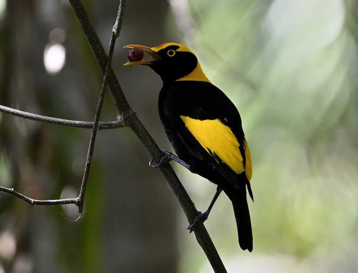 Regent Bowerbird - ML645698181
