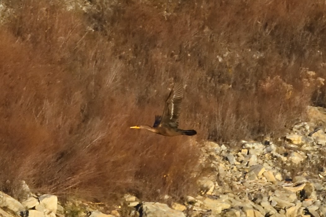 kormorán ušatý - ML645698182