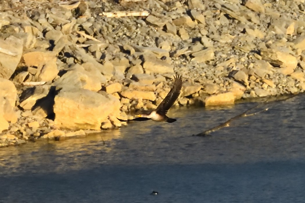 kormorán ušatý - ML645698187