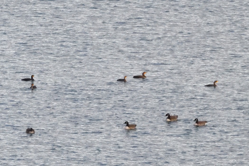 kormorán ušatý - ML645698188