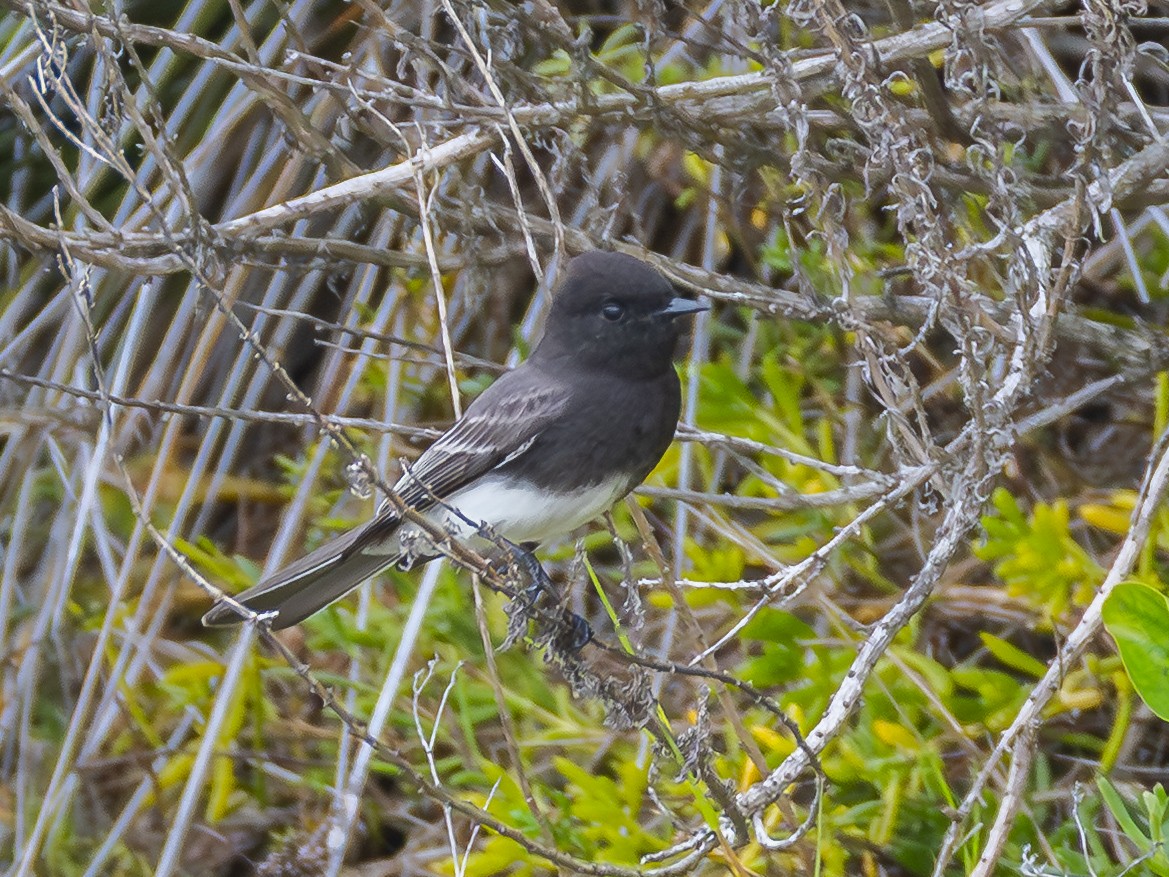 Black Phoebe - ML645698193