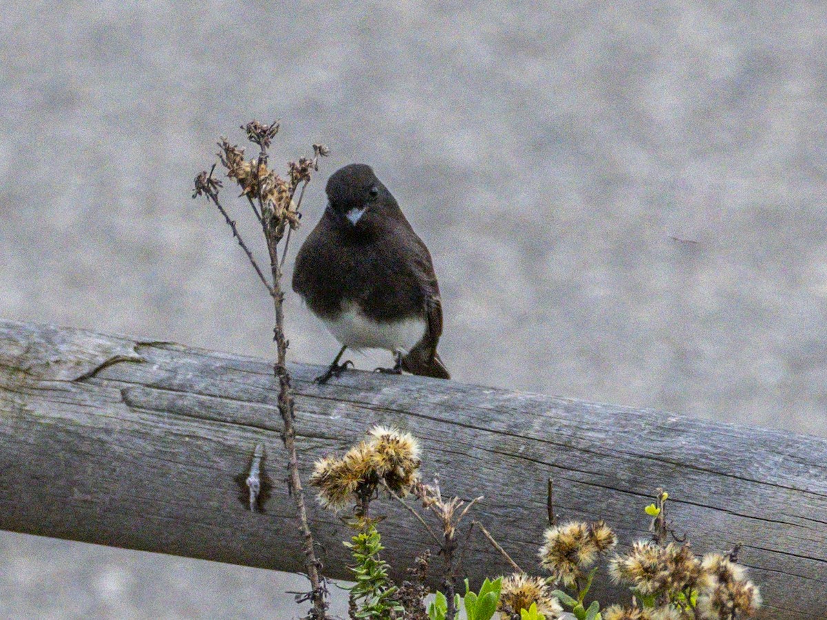 Black Phoebe - ML645698194