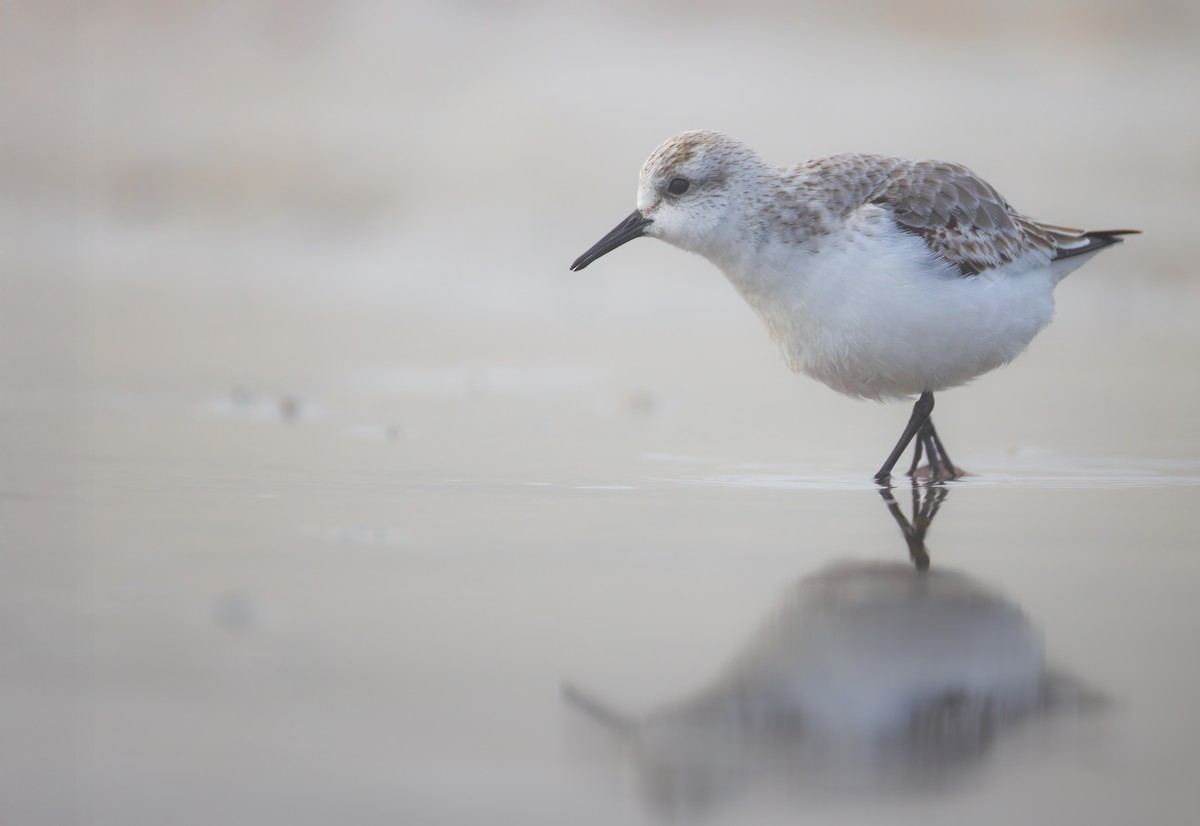 Correlimos Tridáctilo - ML645698198