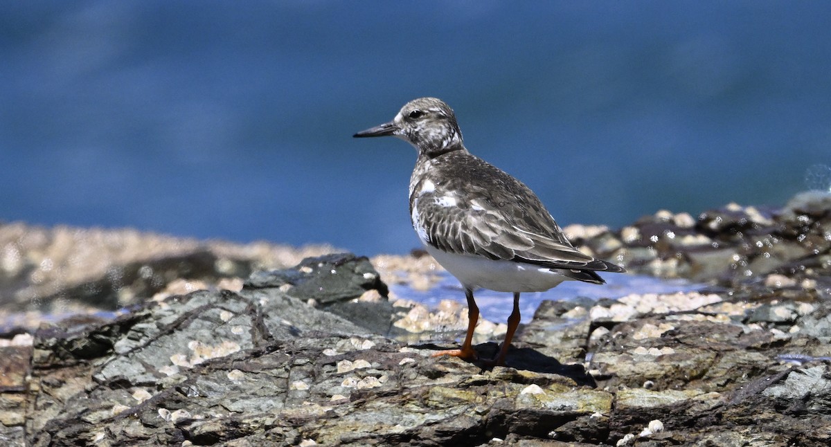 Ruddy Turnstone - ML645698200