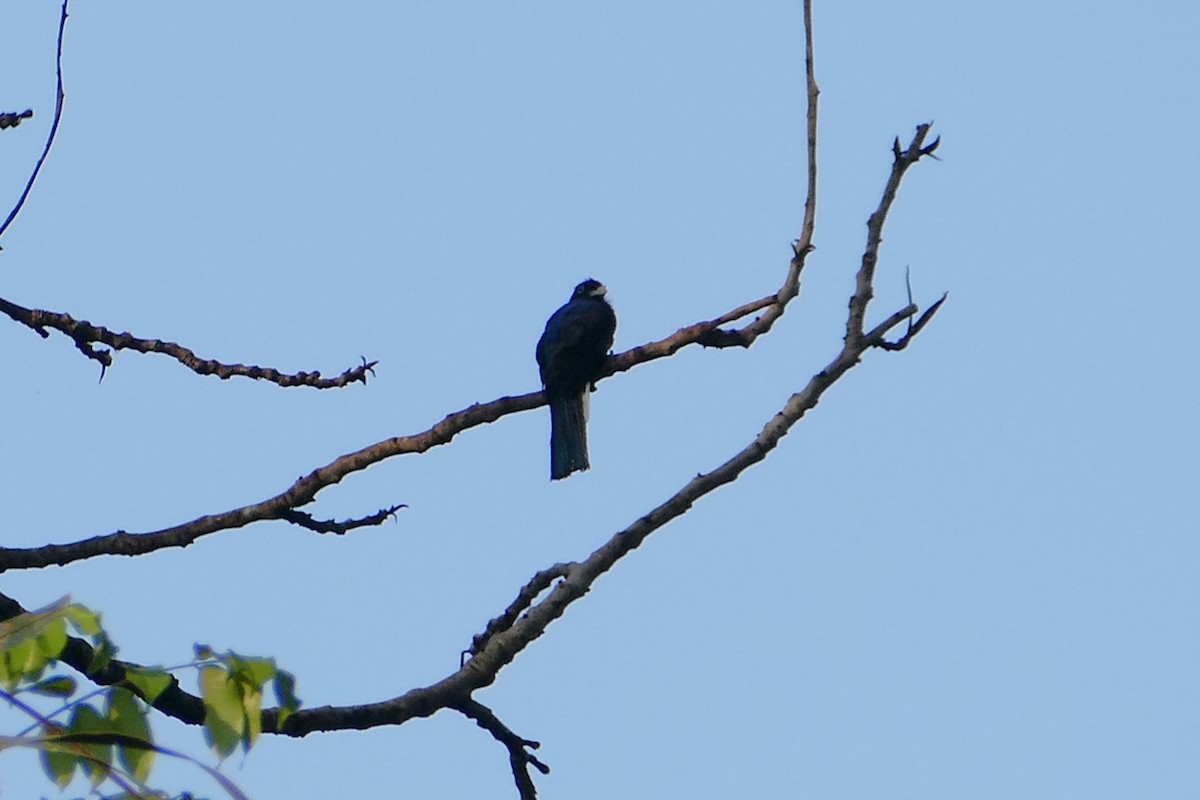 Green-backed Trogon - ML645698201
